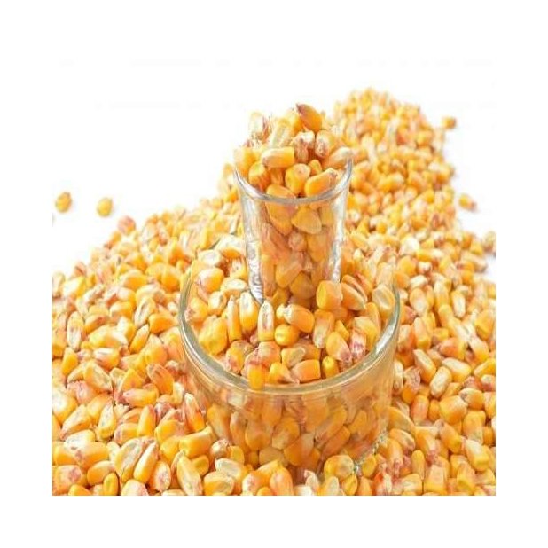 NON GMO Yellow Corn for animal feed at best price available