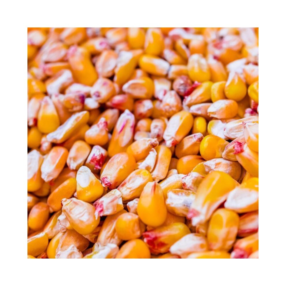 NON GMO Yellow Corn for animal feed at best price available