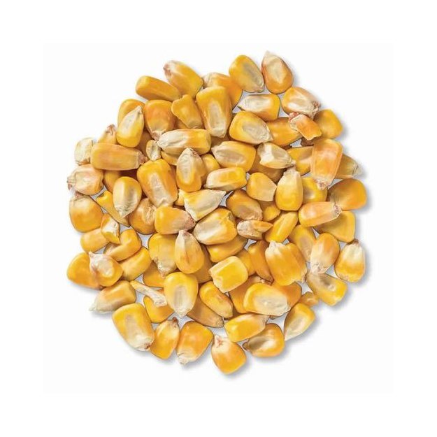 NON GMO Yellow Corn for animal feed at best price available