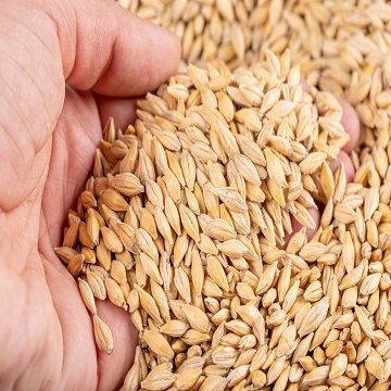 Barley Grains For Animal Feed