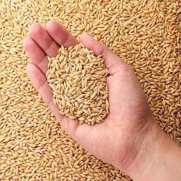 Barley Grains For Animal Feed