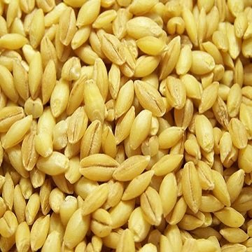 Barley Grains For Animal Feed