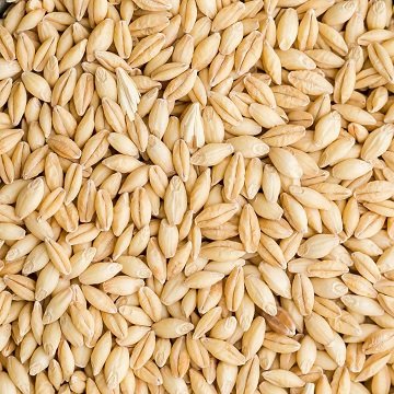 Barley Grains For Animal Feed