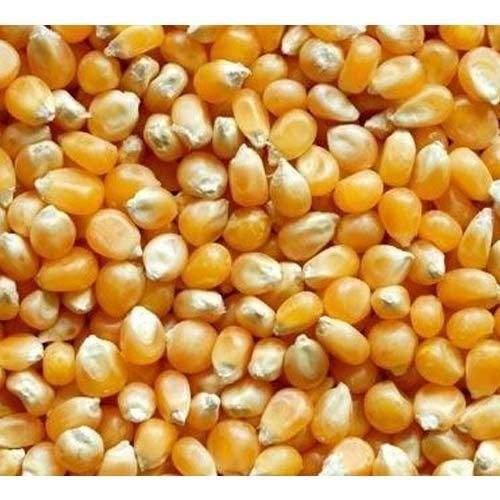 High Quality Yellow Corn Animal Feed Yellow Corn Price Per Ton Yellow Corn For Animal Feed Dried Grade 2 Yellow Maize
