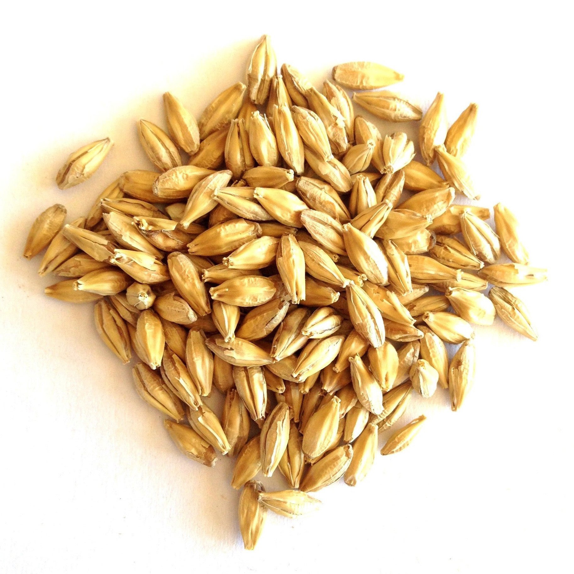 Barley Grains Premium Barley Seeds/Animal feed barley/bulk barley grains Malted Barley Malt grain for sale