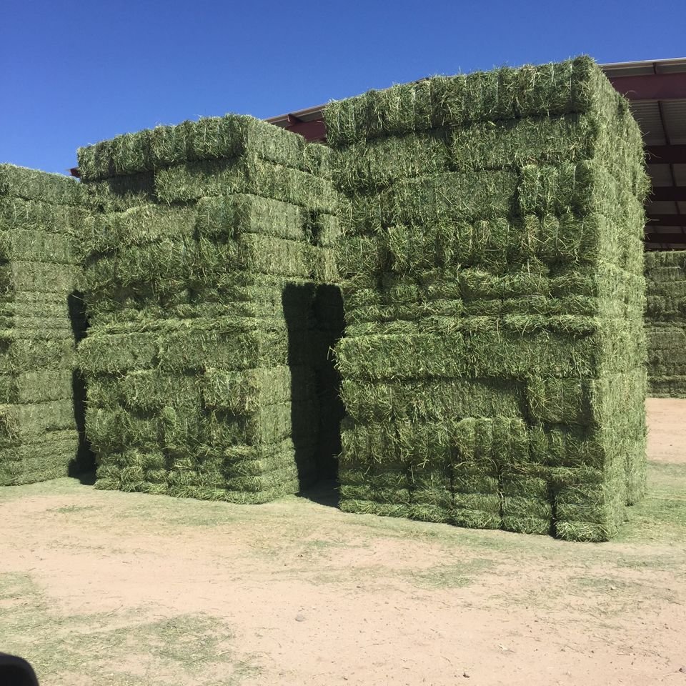 Alfafa Hay Animal Feeding Stuff Alfalfa, hay/alfalfa hay pellets Timothy Hay/ Alfafa in Bales Best Super Top Quality