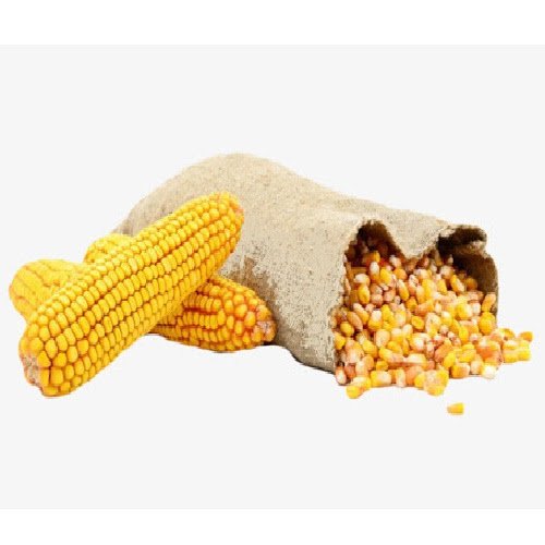 barley for animal feed