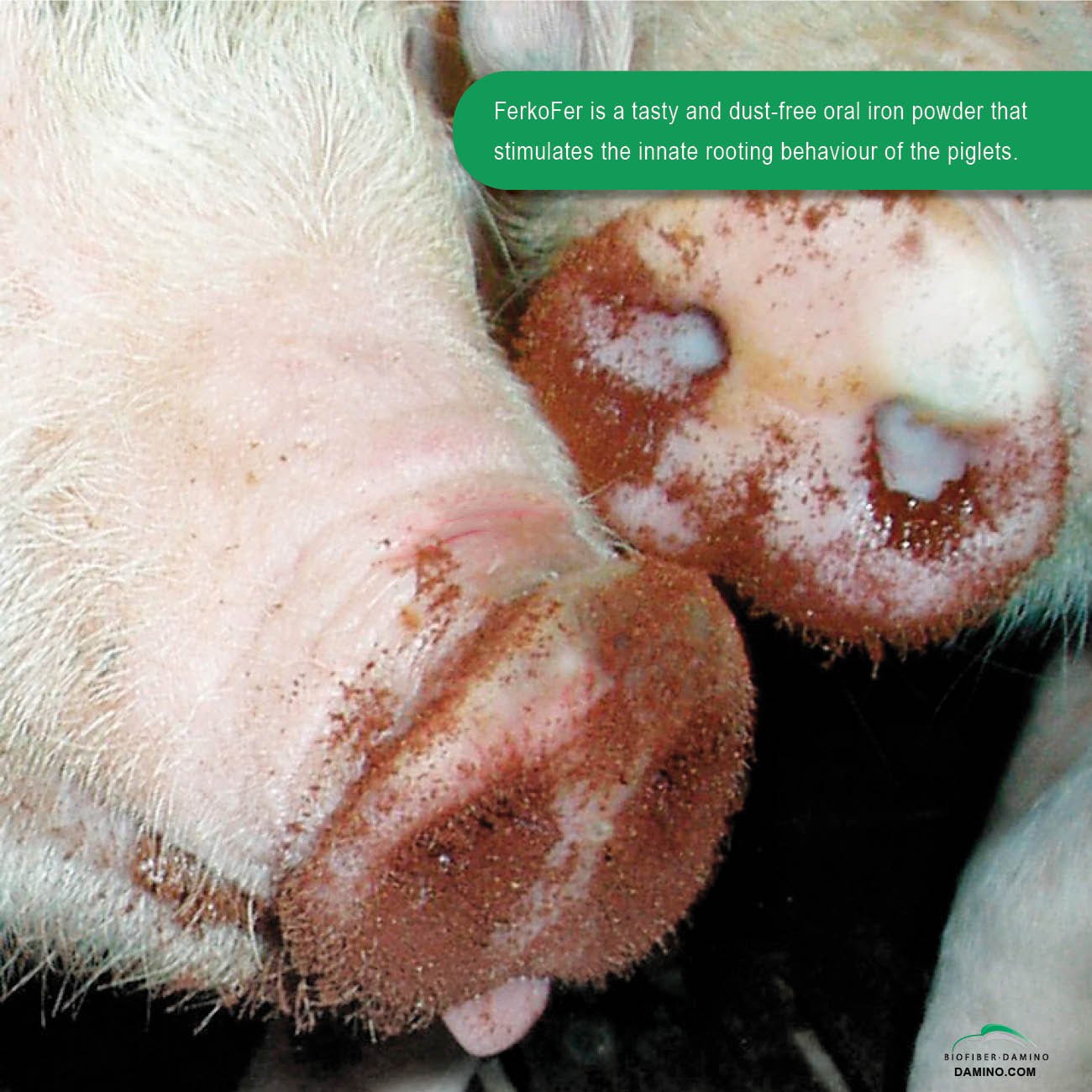 Ferkofer Complementary Feed with a High Content of Iron Exploits the Innate Rooting Behaviour to Prevent Anemia in Piglets 5kg