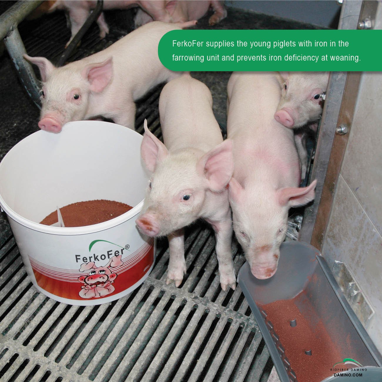 Ferkofer Complementary Feed with a High Content of Iron Exploits the Innate Rooting Behaviour to Prevent Anemia in Piglets 5kg
