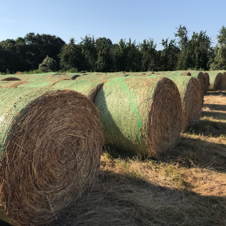 whole sale Alfalfa Hay For animal feeding good price