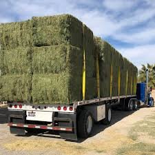 whole sale Alfalfa Hay For animal feeding good price