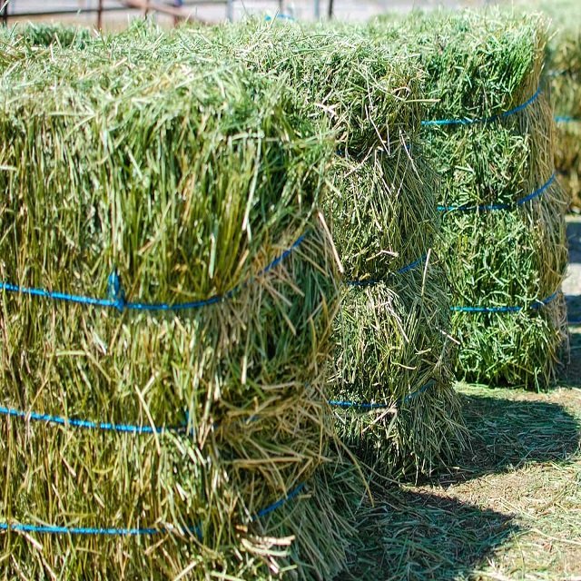 Buy Organic Alfalfa Grass Hay in Netherlands/ Alfalfa Hay Pellets For Animal Feed For Sale Bulk ready for export worldwide