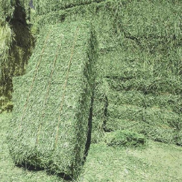 Buy Organic Alfalfa Grass Hay in Netherlands/ Alfalfa Hay Pellets For Animal Feed For Sale Bulk ready for export worldwide