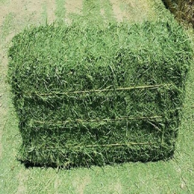 Buy Organic Alfalfa Grass Hay in Netherlands/ Alfalfa Hay Pellets For Animal Feed For Sale Bulk ready for export worldwide