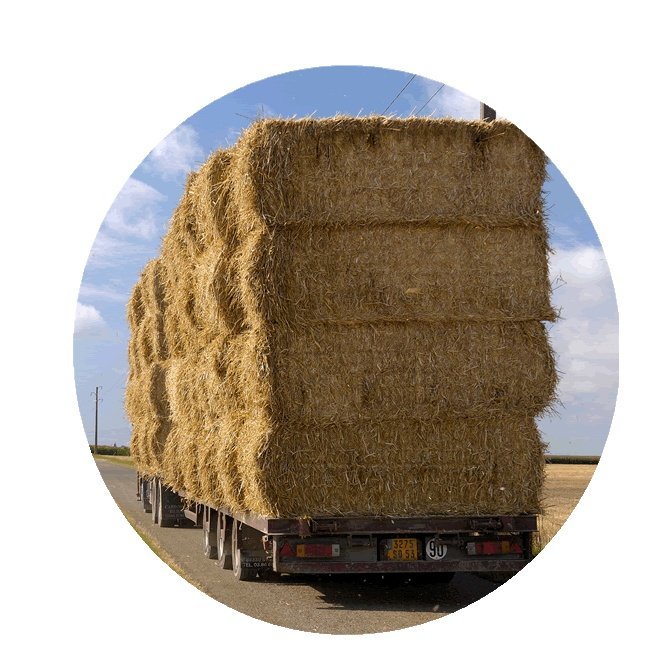 Cattle Feed Wheat Straw hay bales Forage for KSA/ Wheat Straw for sale Top Quality hay for animal feeding