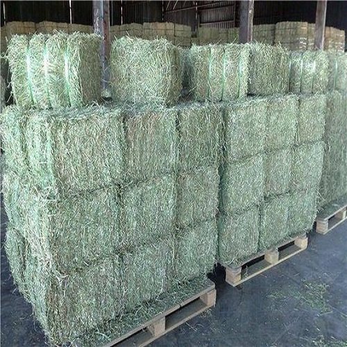 High Quality Timothy Hay Dried Alfalfa Hay for Animal Feed for Cattle Horse Pig Other Animals Packaged in Bales or Bags