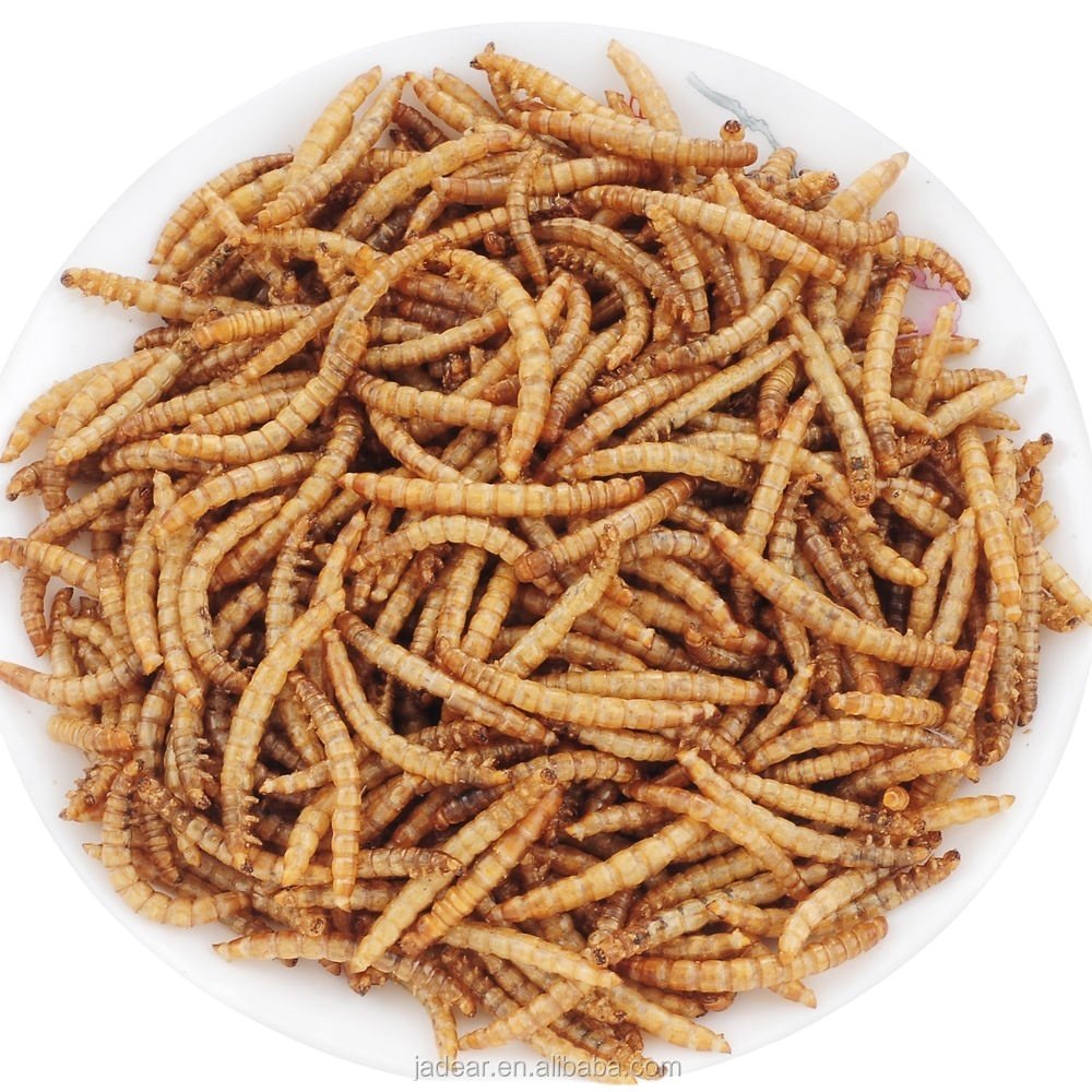 Fully stocked good quality fish bird snack food Natural Dried Mealworms animal feed