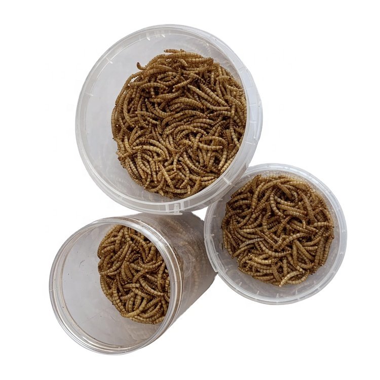 Fully stocked good quality fish bird snack food Natural Dried Mealworms animal feed