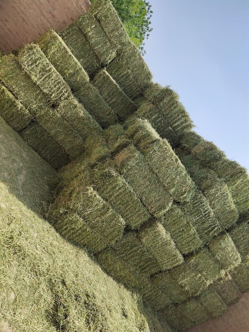 Best Export-Certified Cattle Feed in Pakistan Alfalfa Hay Bales for Pig Horse Goat and Fish Feeding Rich in Protein