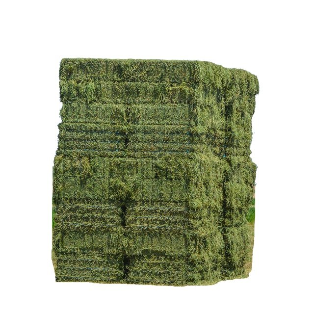Best Export-Certified Cattle Feed in Pakistan Alfalfa Hay Bales for Pig Horse Goat and Fish Feeding Rich in Protein