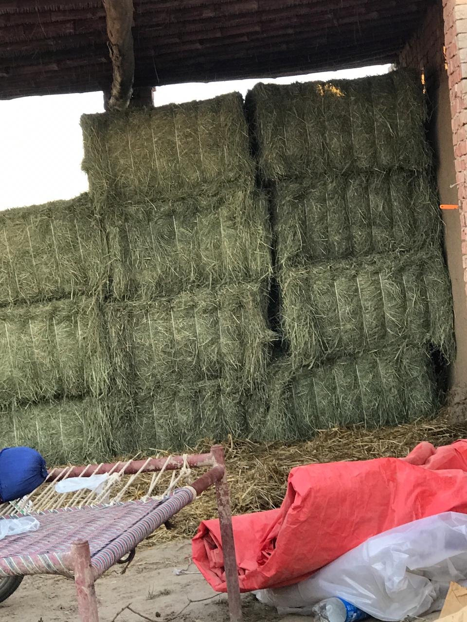 Best Export-Certified Cattle Feed in Pakistan Alfalfa Hay Bales for Pig Horse Goat and Fish Feeding Rich in Protein