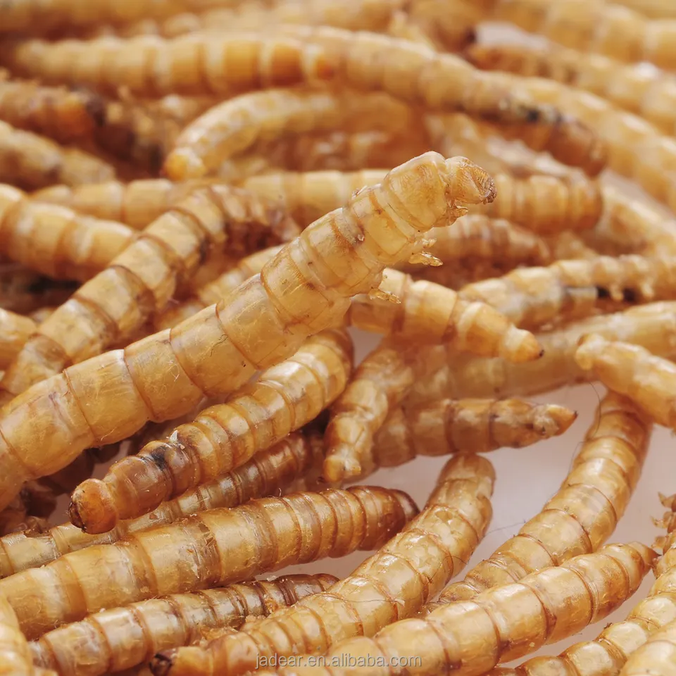 Mealworms dried for chicken poultry meal weight gain boost supplement