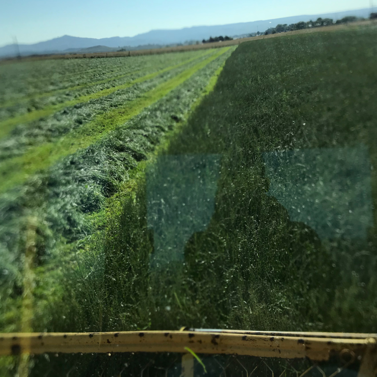 Alfalfa hay with high protein for animal feeding