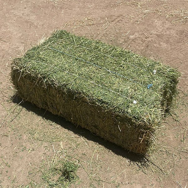 Alfalfa hay with high protein for animal feeding