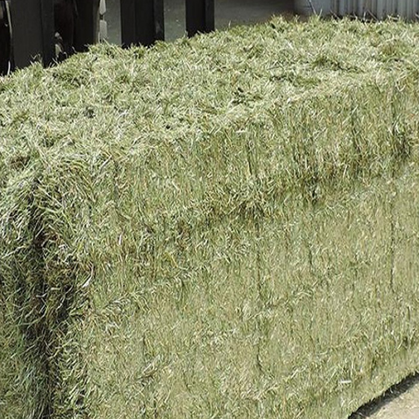 2024 Timothy Alfalfa Hay High Protein Animal Feed Excellent for Fish Dogs and Animals Wholesale Very Low Price