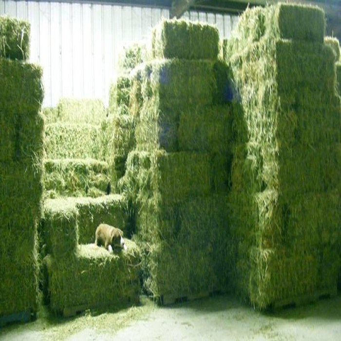 2024 Timothy Alfalfa Hay High Protein Animal Feed Excellent for Fish Dogs and Animals Wholesale Very Low Price