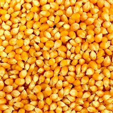 Yellow Corn - Animal Feed