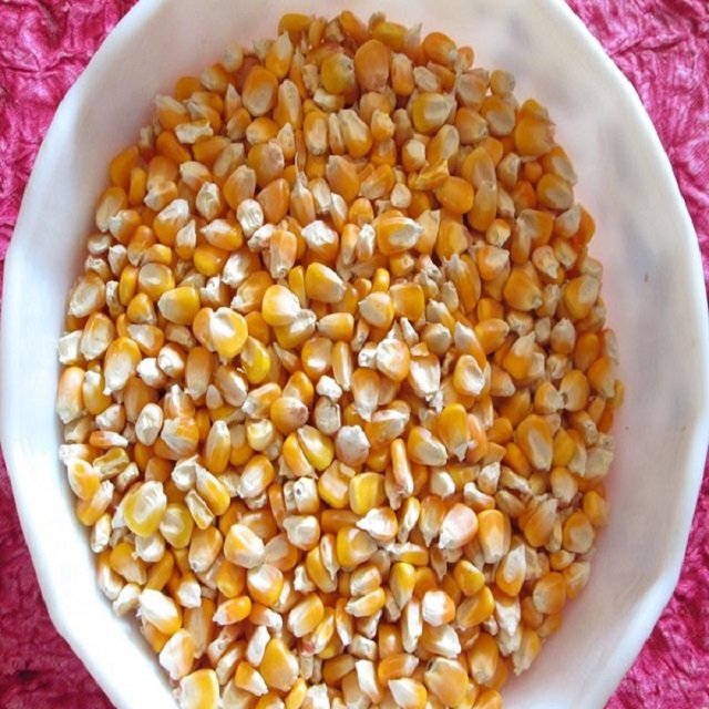 Yellow Corn - Animal Feed