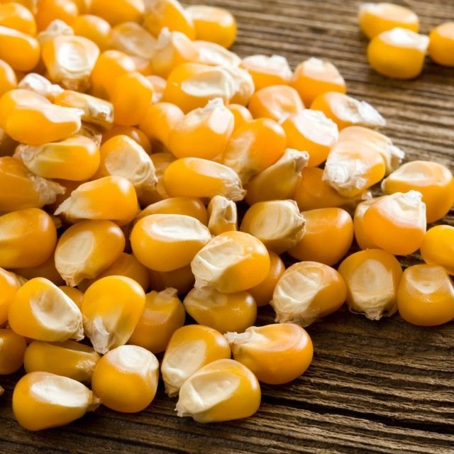 Yellow Corn - Animal Feed
