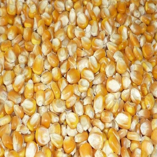 Yellow Corn - Animal Feed