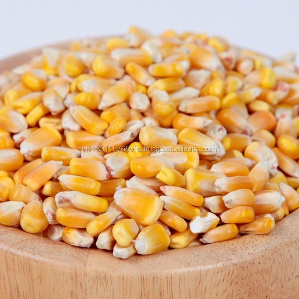 Yellow Corn - Animal Feed