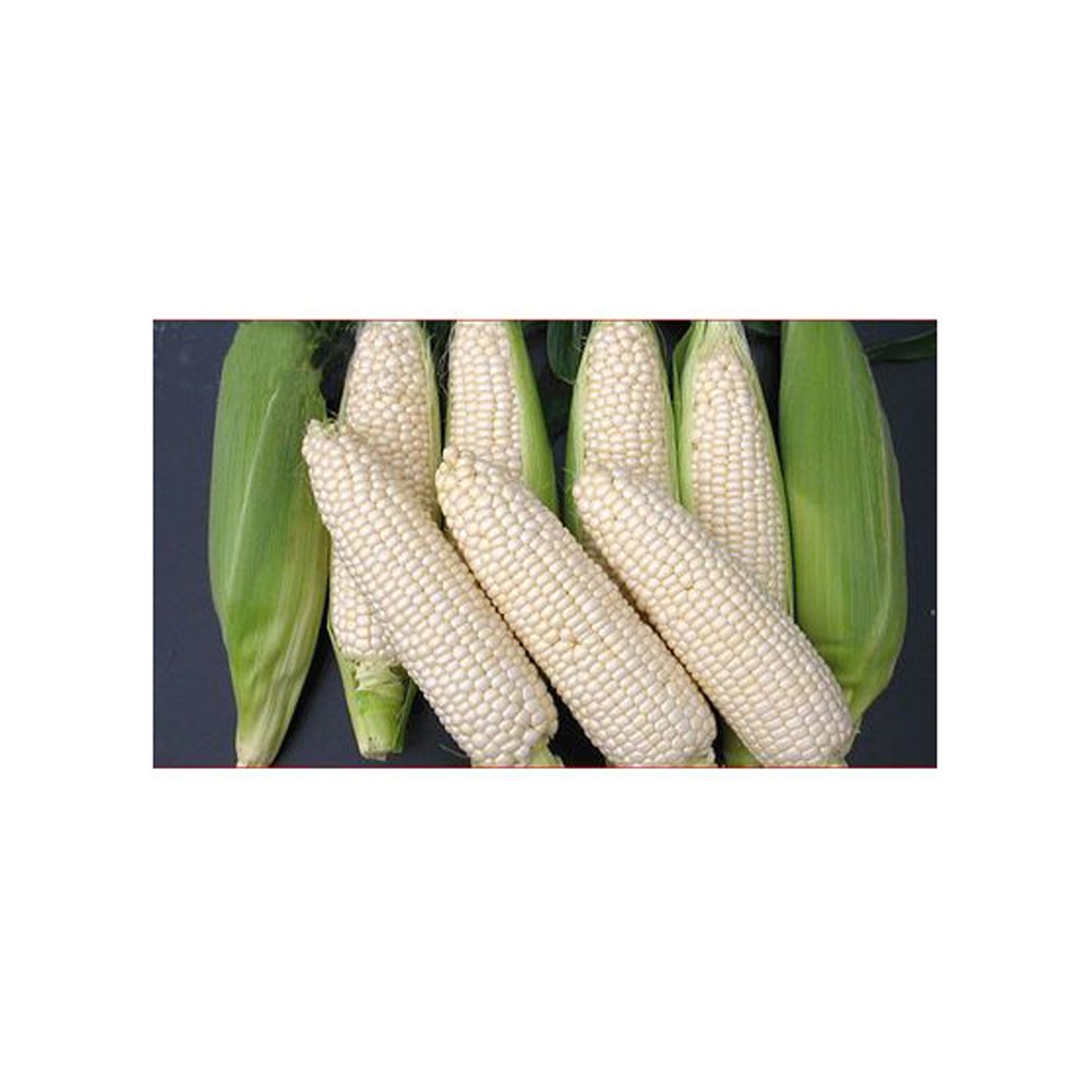 Dried Grade 2 White Maize/Corn Non-GMO Fit for Human Consumption and Animal Feed Origin Brazil Maize for