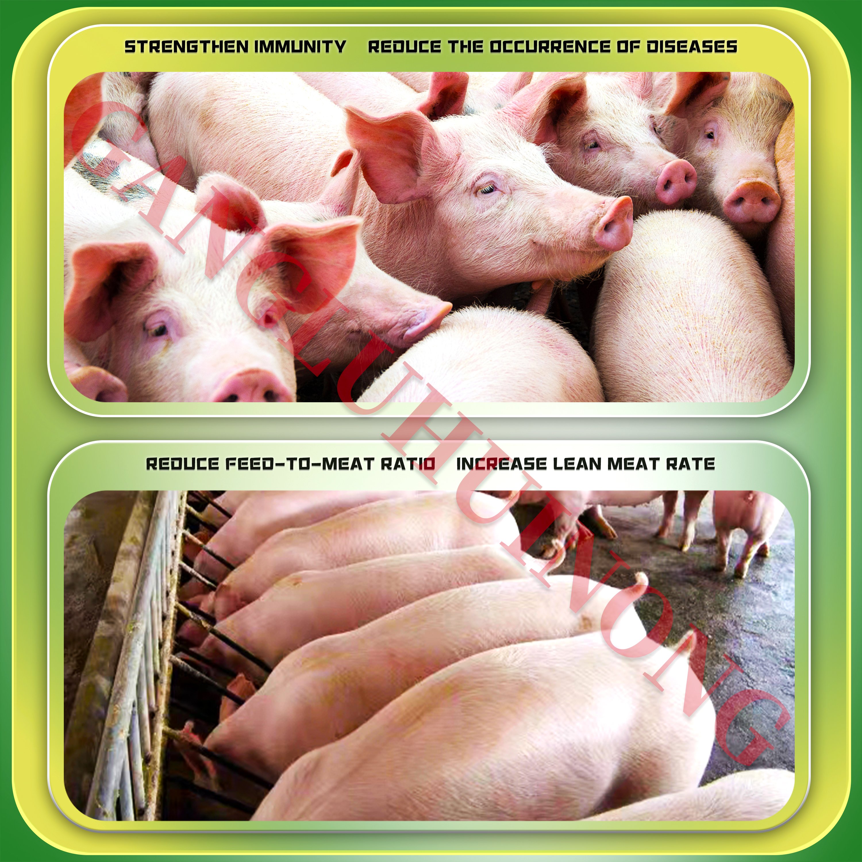 Hot Selling Probiotics Animal Health Products Yeast Powder Protein Animal feed Additives Growth Booster for Pig Swine Piglet Hog