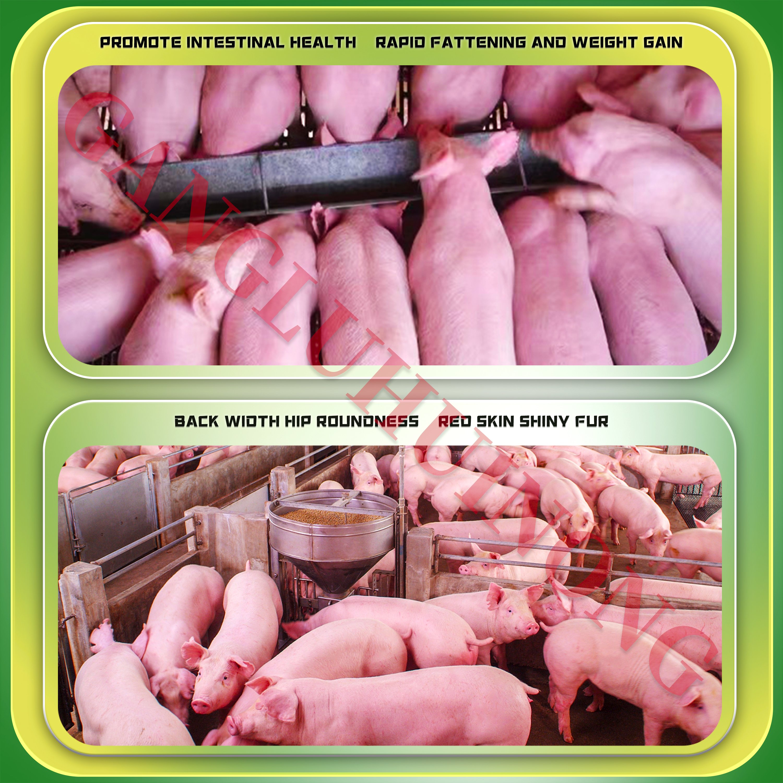 Hot Selling Probiotics Animal Health Products Yeast Powder Protein Animal feed Additives Growth Booster for Pig Swine Piglet Hog
