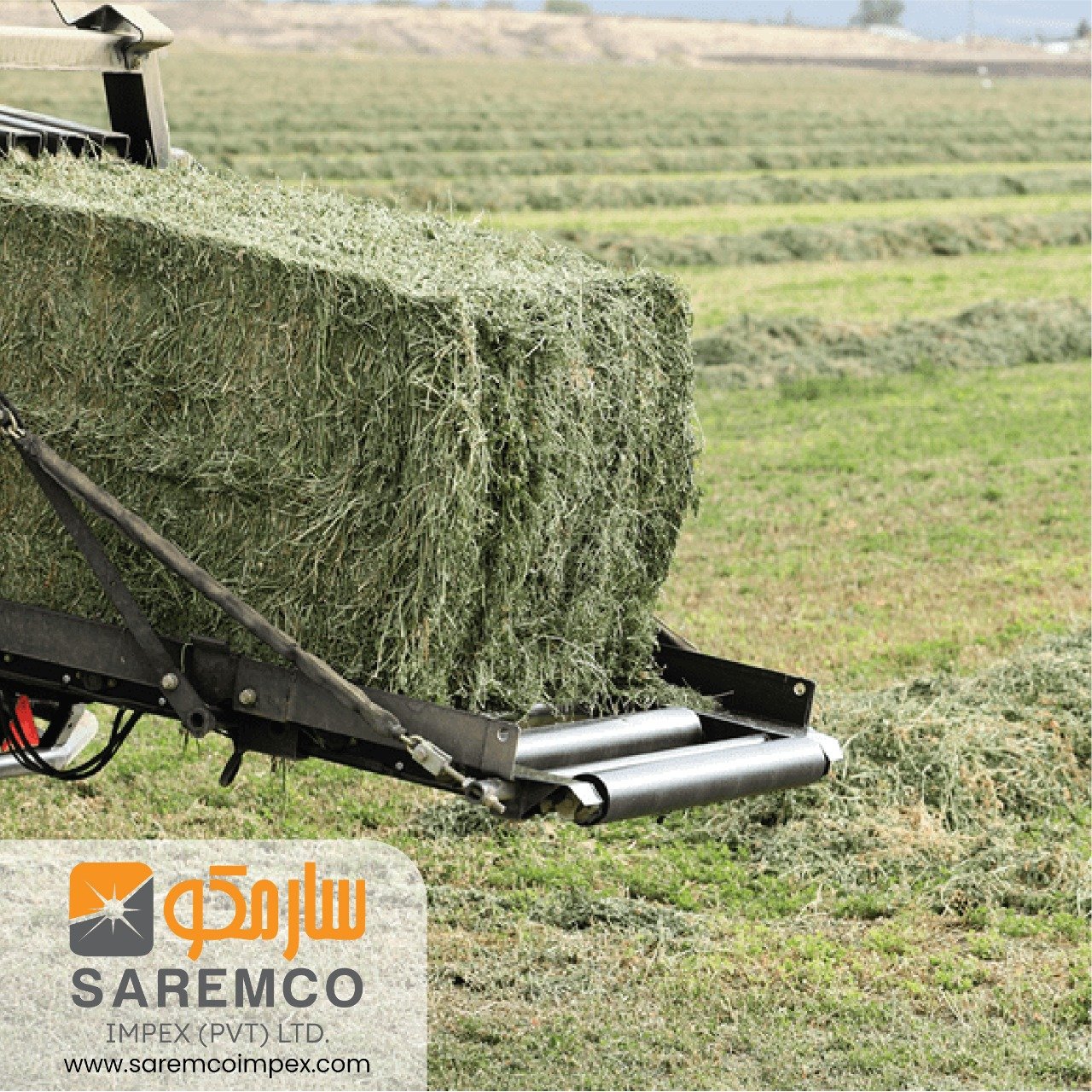 High Quality Rhodes Grass Hay from Pakistan Disease-Free Animal Feed for Pig Cattle Horse for Export