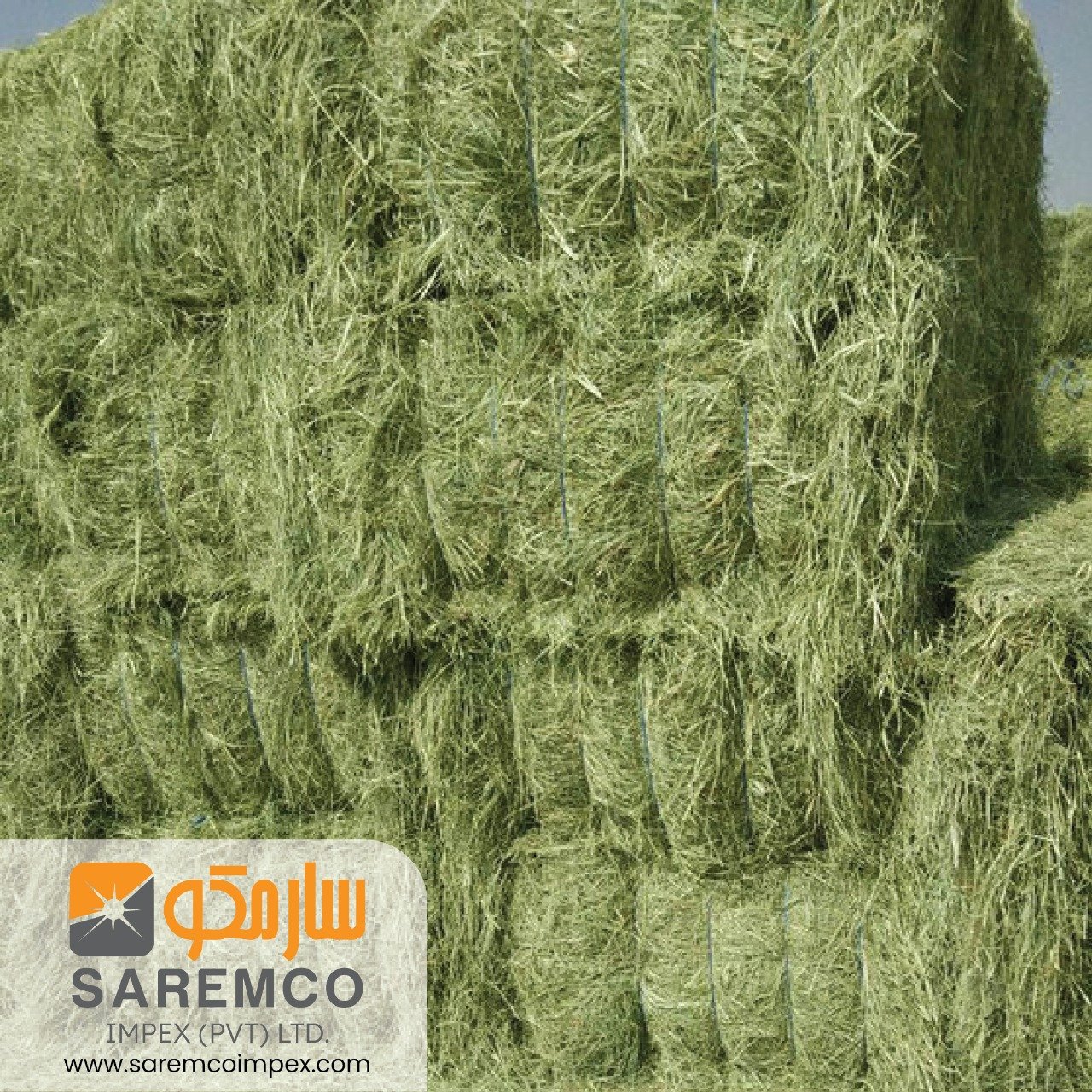 High Quality Rhodes Grass Hay from Pakistan Disease-Free Animal Feed for Pig Cattle Horse for Export