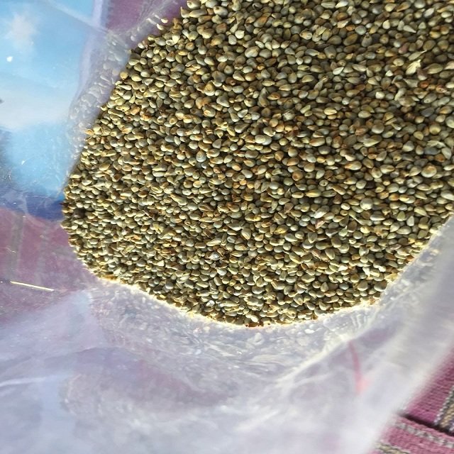 Premium Quality Bajra Green Millet for Bird and Animal Feed Imported from India