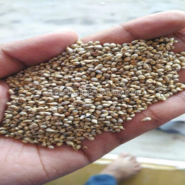 Premium Quality Bajra Green Millet for Bird and Animal Feed Imported from India