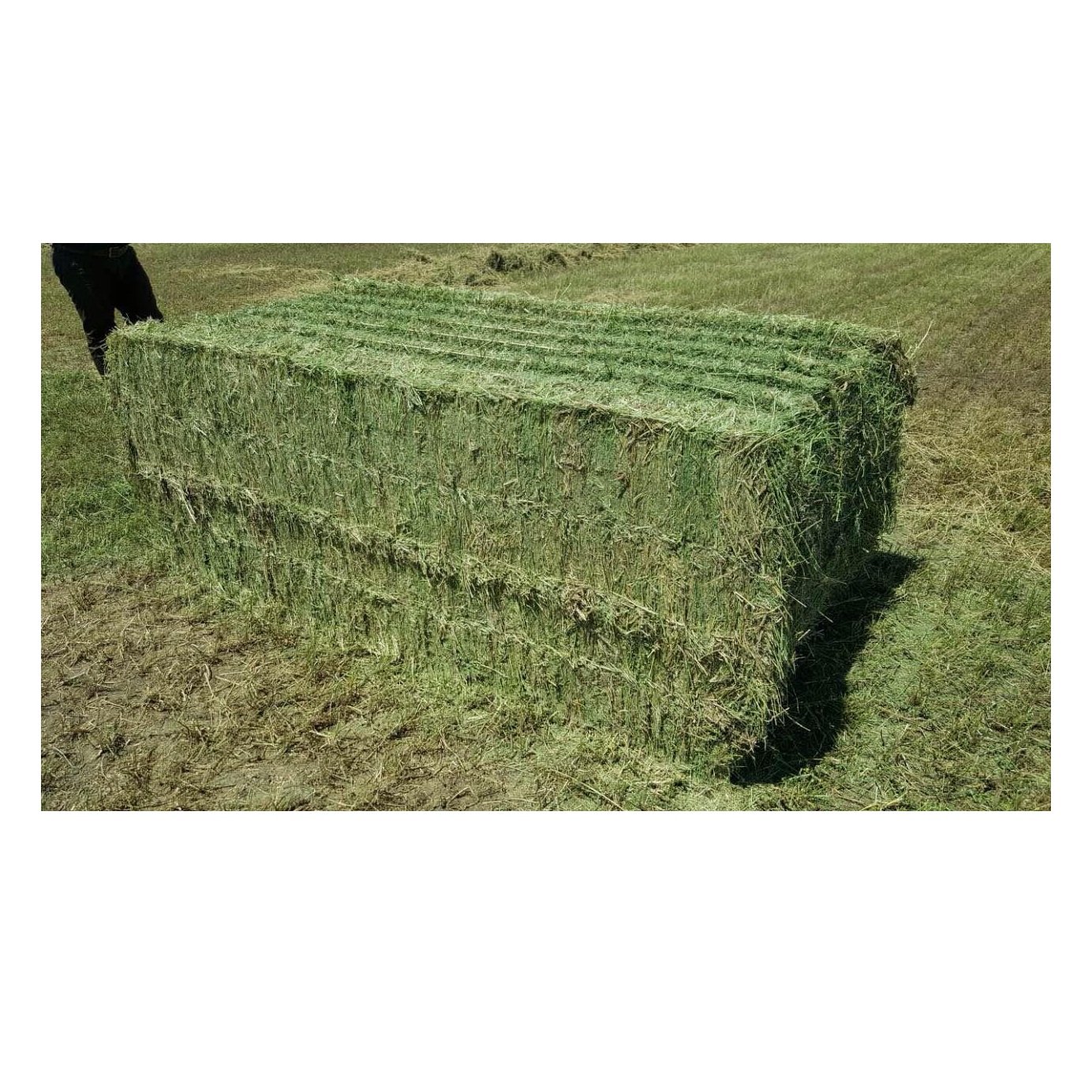 Alfalfa for feeding animals for cattle and other farm animals great quality from manufacturer alfalfa hay for sale