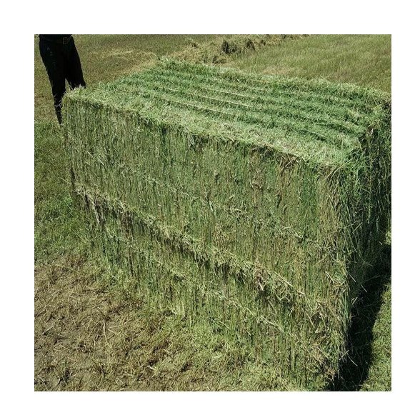 Alfalfa for feeding animals for cattle and other farm animals great quality from manufacturer alfalfa hay for sale