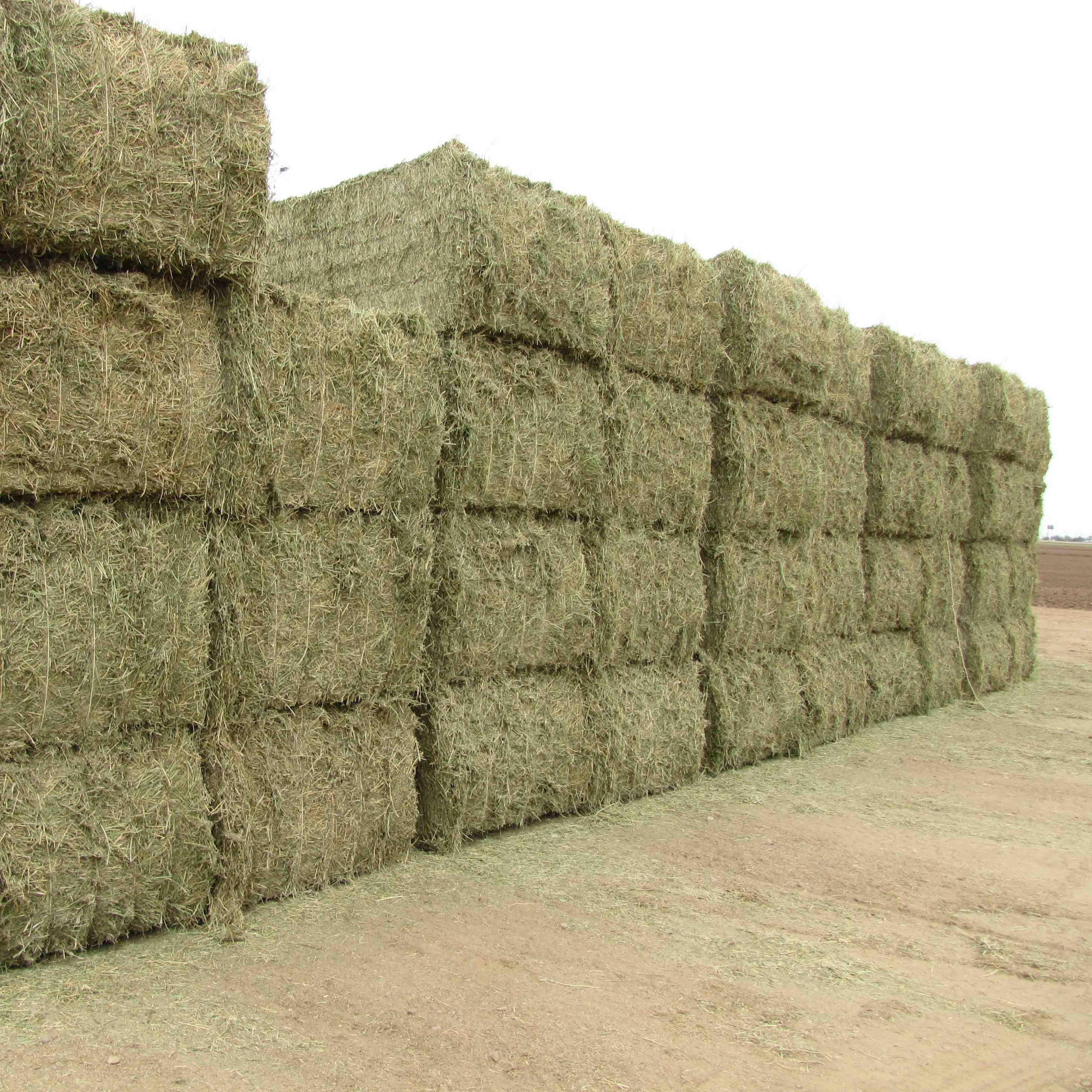New ODM Hot Selling Timothy Hay For Animal Feed Alfalfa Wholesales Ready for Export