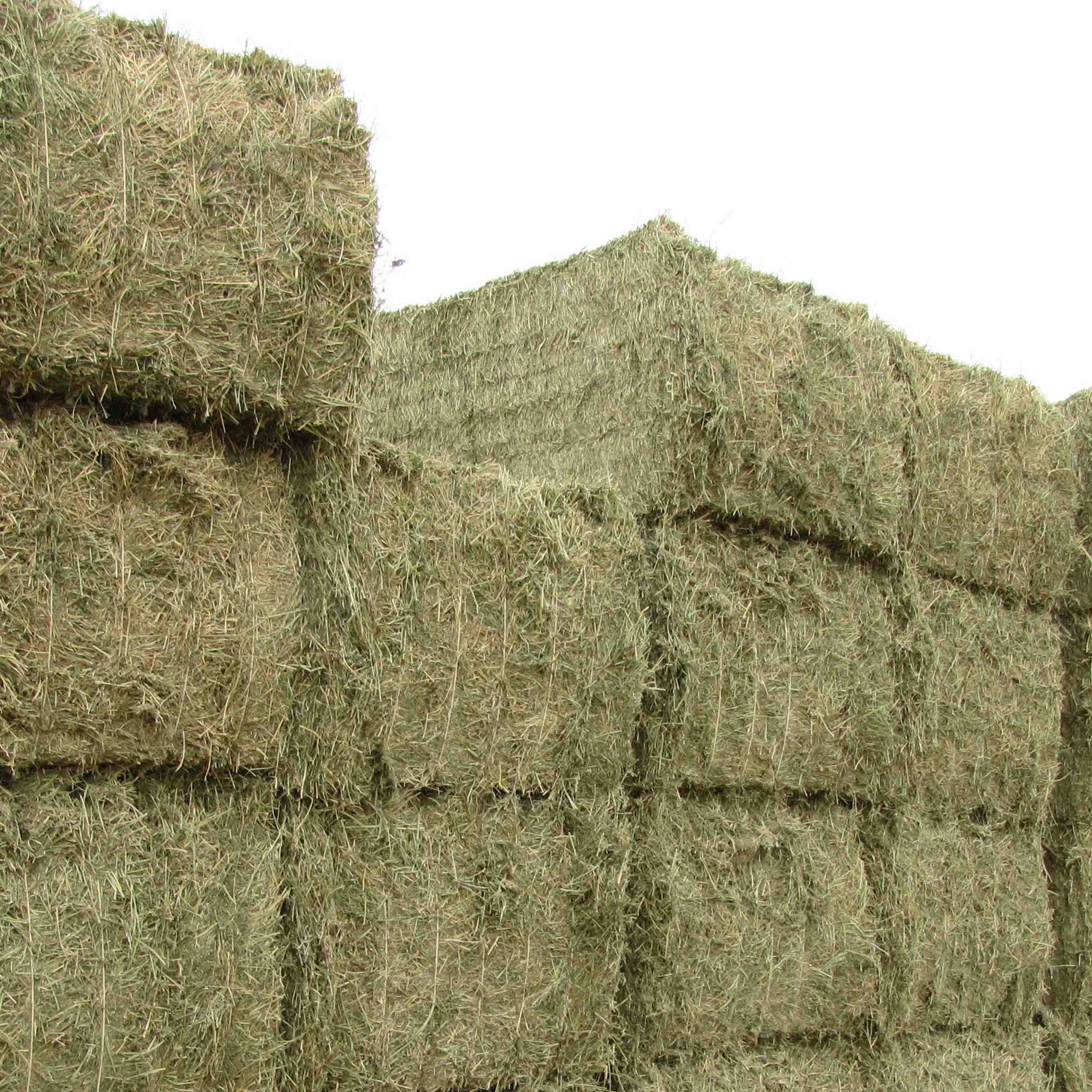 New ODM Hot Selling Timothy Hay For Animal Feed Alfalfa Wholesales Ready for Export