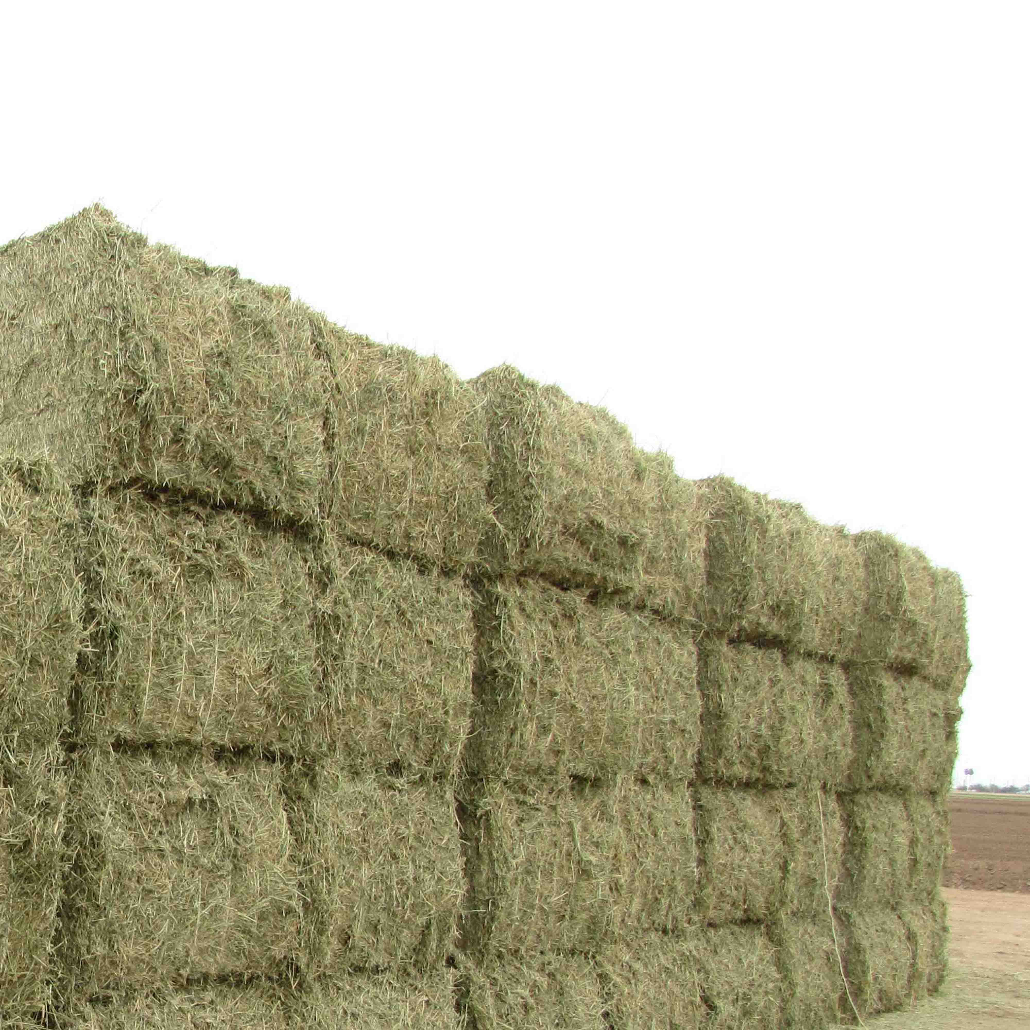 New ODM Hot Selling Timothy Hay For Animal Feed Alfalfa Wholesales Ready for Export