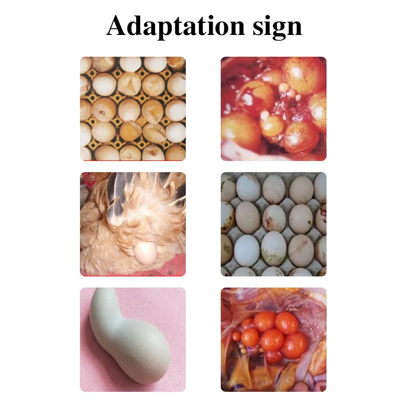 Feed additive for preventing sand skin eggs and soft skin eggs of egg birds,