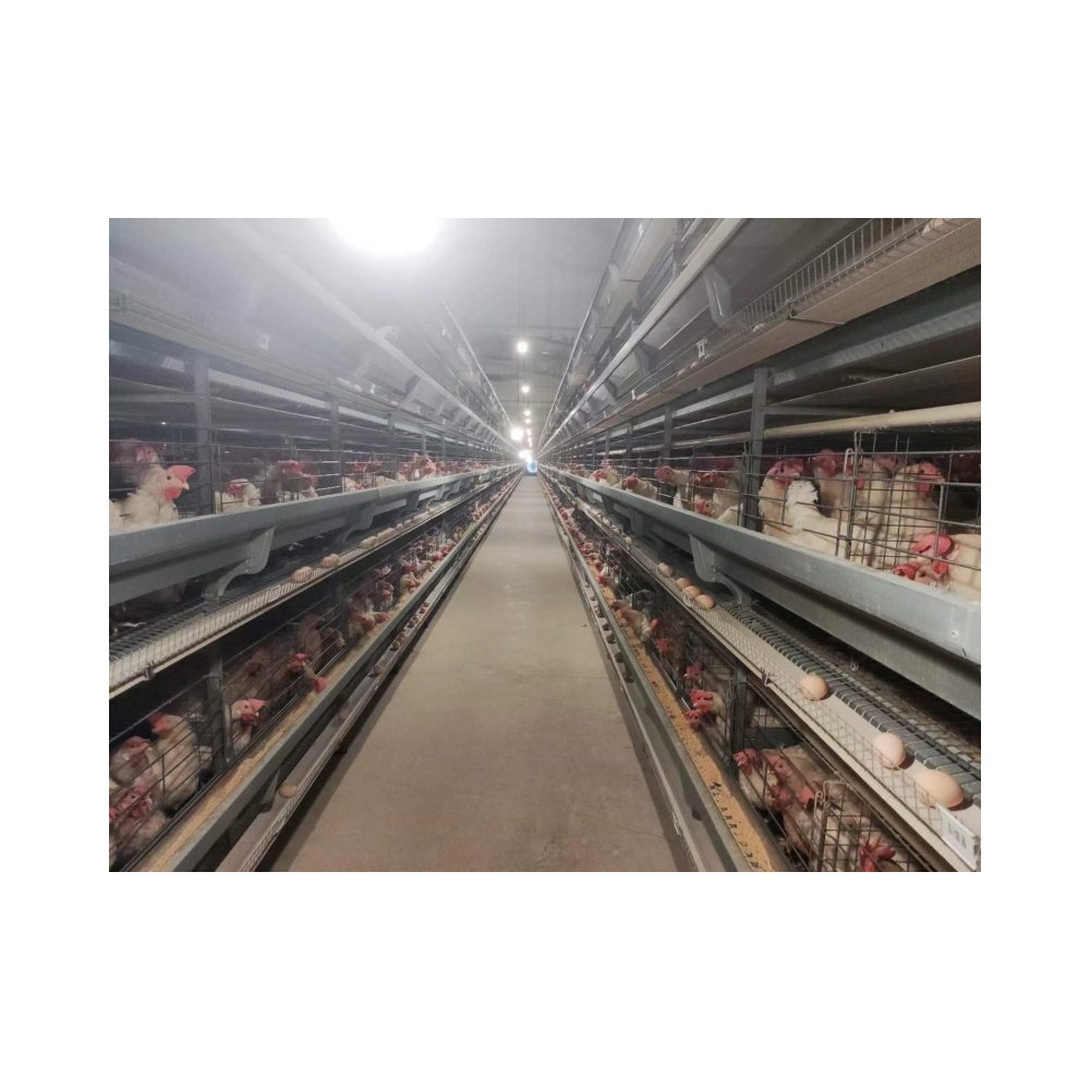 Concentrated Animal Feed Additives for Laying Hens and Poultry Premium Chicken Feed Supplement