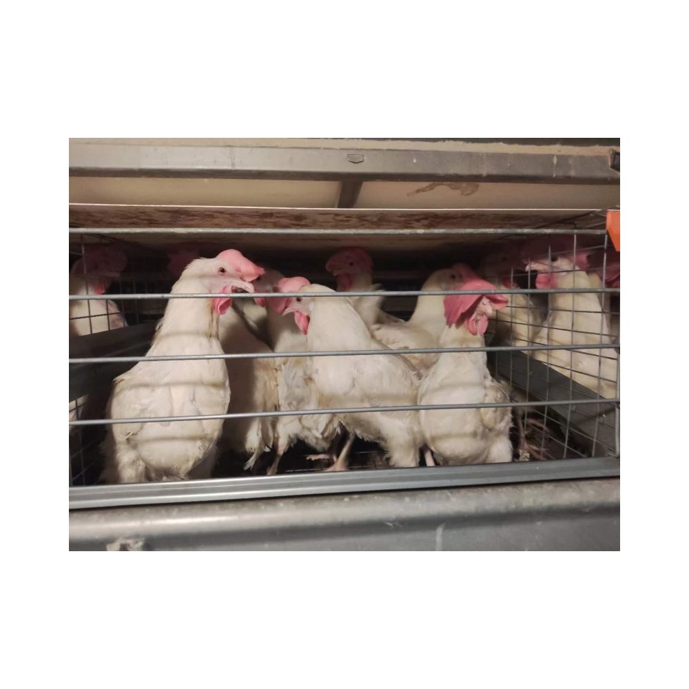 Concentrated Animal Feed Additives for Laying Hens and Poultry Premium Chicken Feed Supplement